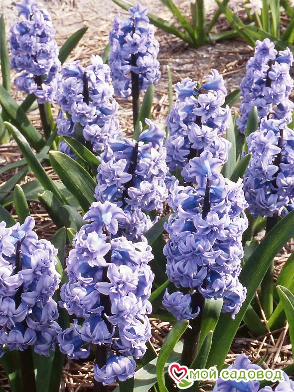 Гиацинт Генерал Колер