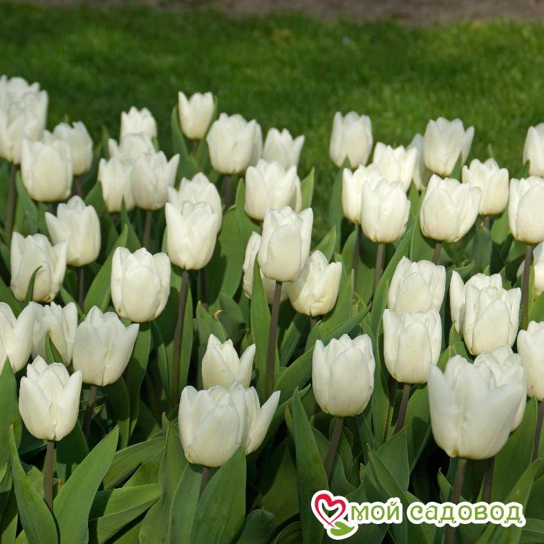 Тюльпан Уайт Принц