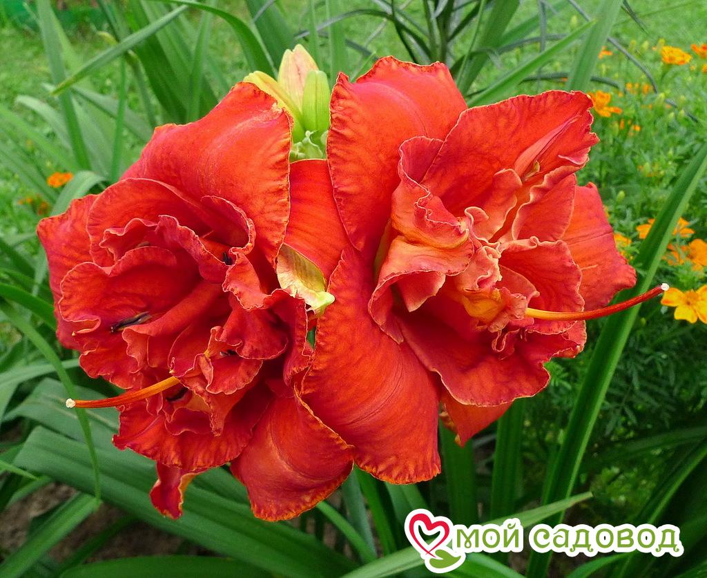 Лилейник Мозес Фаер